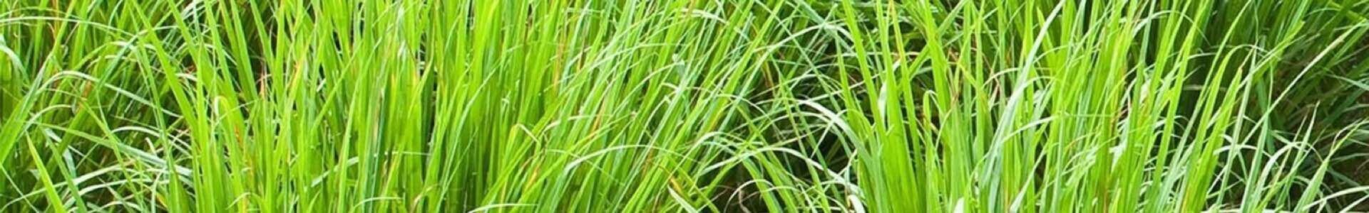 Vetiver