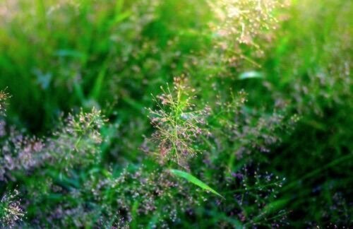 Magnificent Vetiver