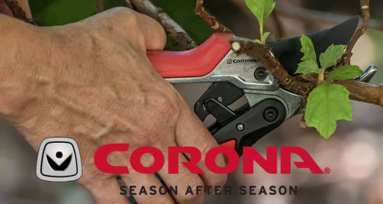 Corona | Season After Season